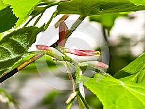 Young linden tree leaves and buds in the spring, Tilia tree