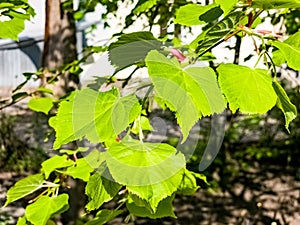 Young linden tree leaves and buds in the spring, Tilia tree