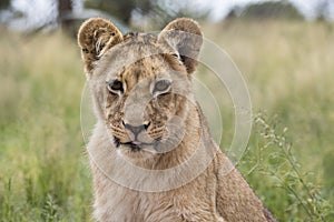 Young lion in Africa savannah.