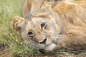 Young lion in Africa savannah.