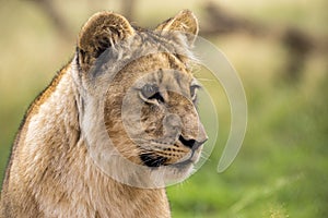 Young lion in Africa savannah.