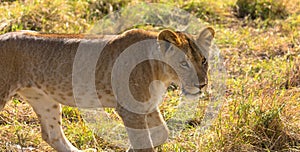 Cute Baby Lion in the bush