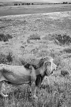 A young lion casts a roar in the wind. Black and white
