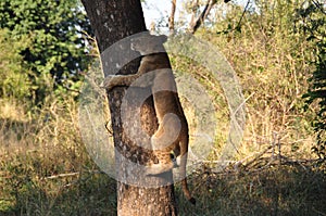 Young lion climbing a tree