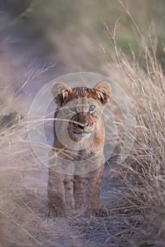 A young lion cub gazing out at the camera from between tall grass beside a game trail in Savute.