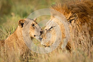 Young Lion cub greeting a large male Lion in the Serengeti, Tanzania