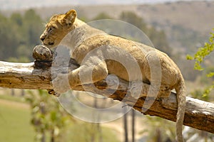 Young lion cub holding and grabbing on a tree branch for balance.