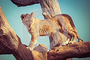 Young lion cub playing up on tree branches.