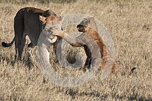 Young Lion Cub Slapping Lioness