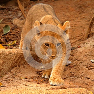 Young lion cub stalking