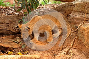 Young lion cub stalking