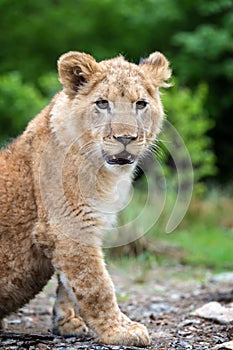 Young lion cub in the wild