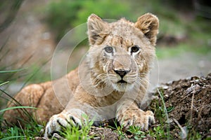 Young lion cub in the wild