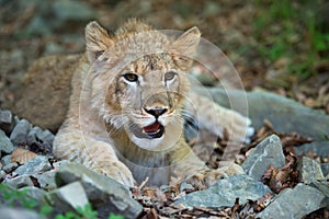 Young lion cub in the wild