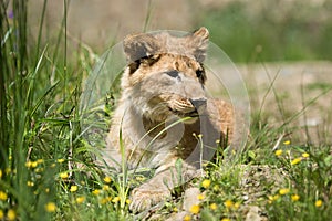 Young lion cub in the wild