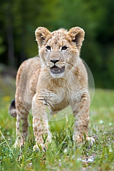 Young lion cub in the wild