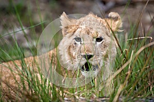 Young lion cub in the wild