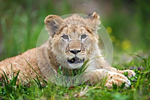 Young lion cub in the wild