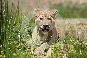 Young lion cub in the wild