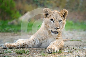 Young lion cub in the wild