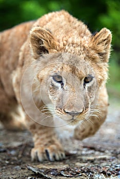 Young lion cub in the wild