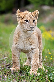 Young lion cub in the wild