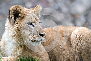 Young lion cub in the wild