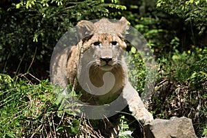 Young lion cub in the wild