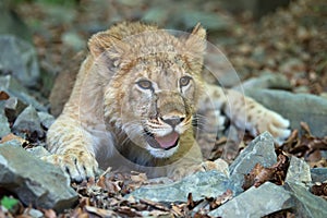 Young lion cub in the wild