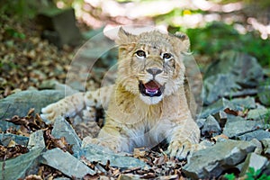 Young lion cub in the wild