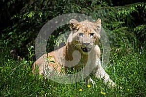 Young lion cub in the wild