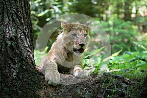 Young lion cub in the wild