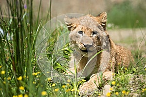 Young lion cub in the wild