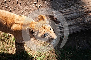 Young lion cub wild