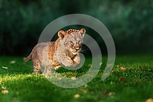 Young lion cub in the wild