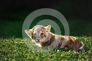 Young lion cub in the wild