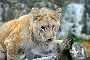 Young lion cub in the wild portrait