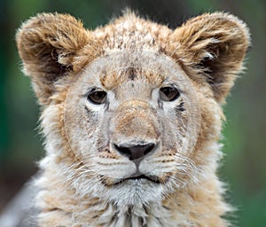 Young lion cub in the wild portrait