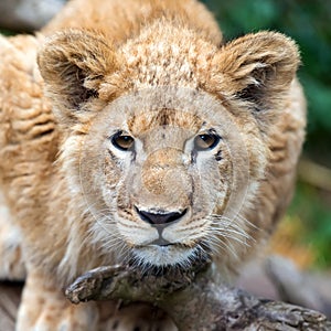 Young lion cub in the wild portrait