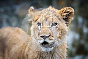 Young lion cub in the wild portrait