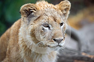 Young lion cub in the wild portrait