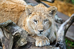 Young lion cub in the wild portrait