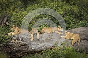 Young lion cubs lying and sleeping on a large dead tree log in Ngorongoro Crater in Tanzania