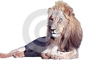 Young lion cutout