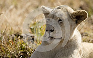 Young Lion enjoying the African savannah environment of South Africa is the star of the safaris photo