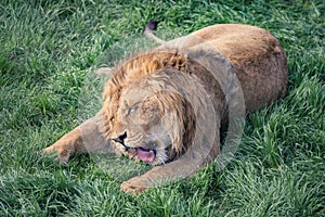 Young lion gnaws a piece of meat lying on the green grass