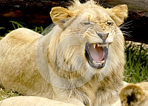 This young lion growls as his show his very sharp teeth.