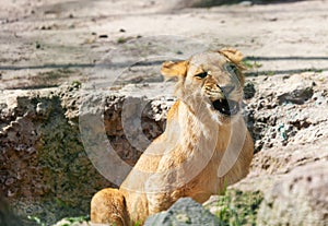 Young lion growls nature