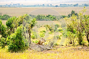 Young lion hidden in the scrub of Maasai Mara Park in North West