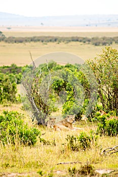 Young lion hidden in the scrub of Maasai Mara Park in North West